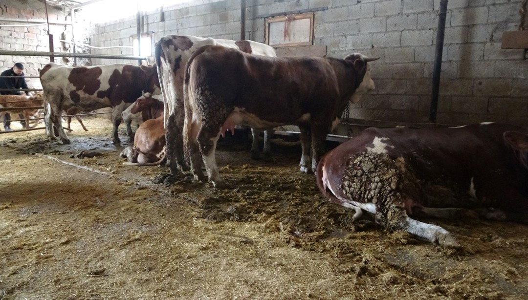 Malatya’da 4 büyükbaş hayvan akıma kapıldı